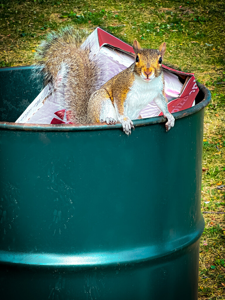 Cheeky Squirrel by jnewbio