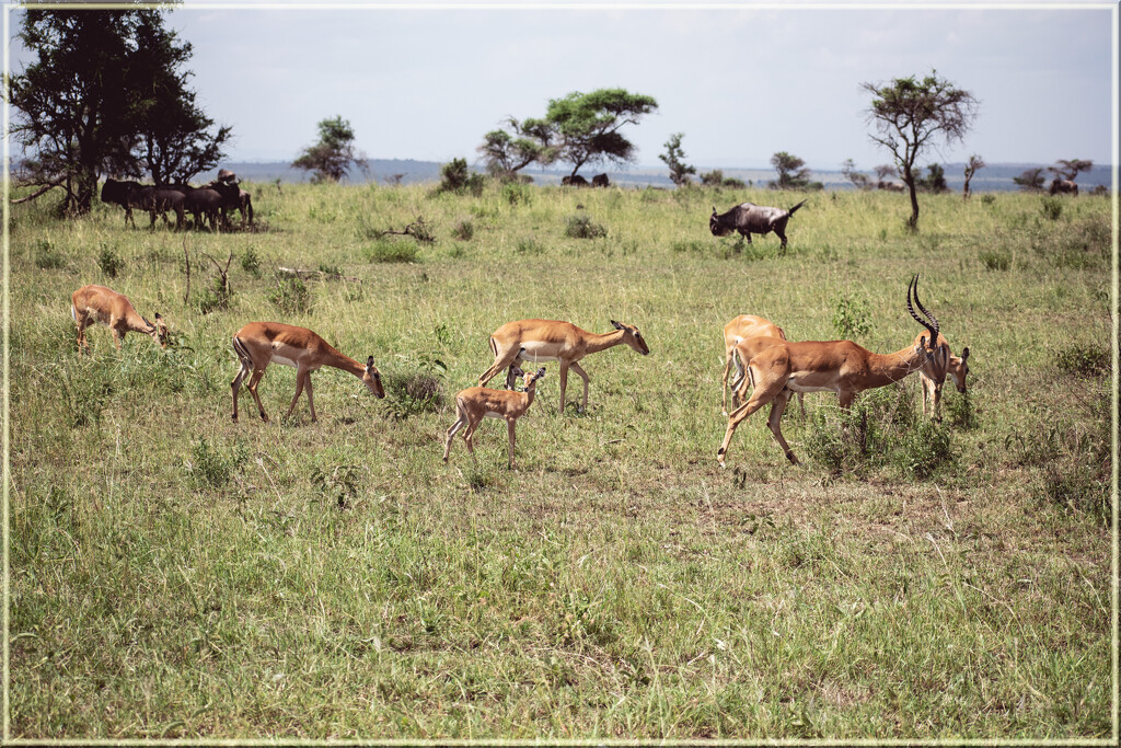 Such a beautiful time seeing these animals and country by 365projectorgchristine