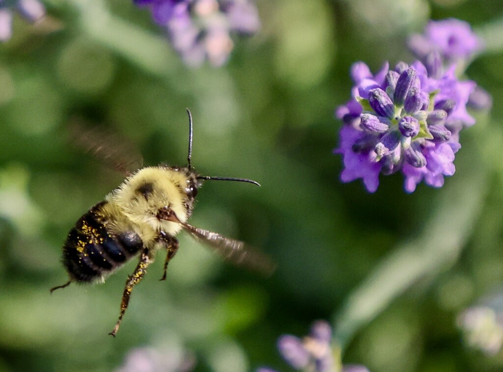 The Beluga of Bees by corinnec