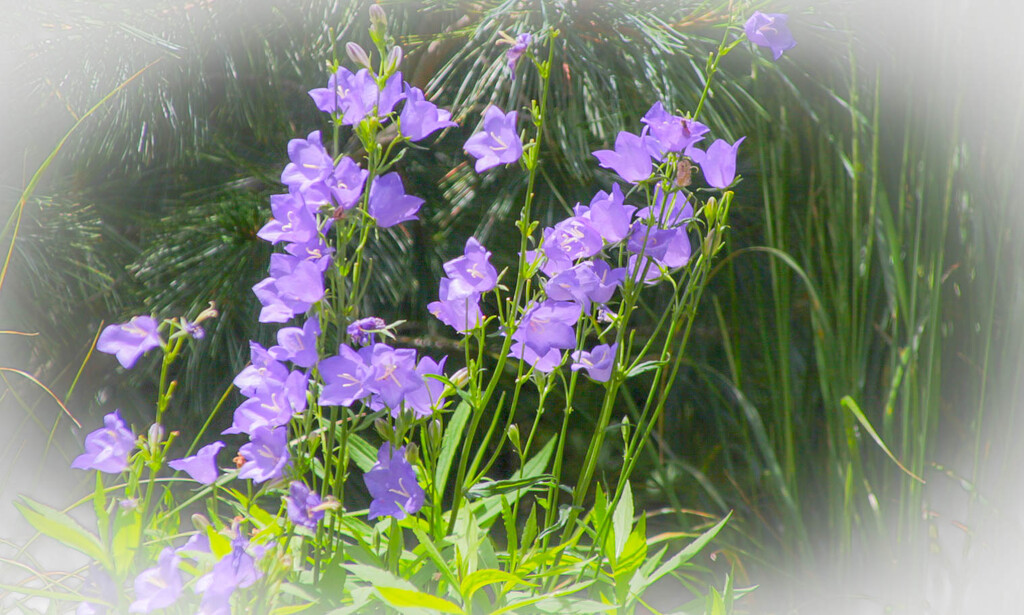 Dreamy purple flowers by mittens