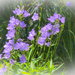 Dreamy purple flowers by mittens