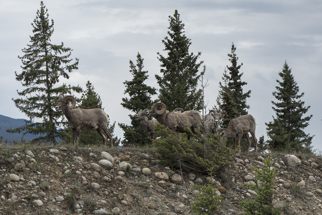 Jasper Welcoming Committee by swchappell