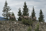 22nd Jun 2024 - Jasper Welcoming Committee