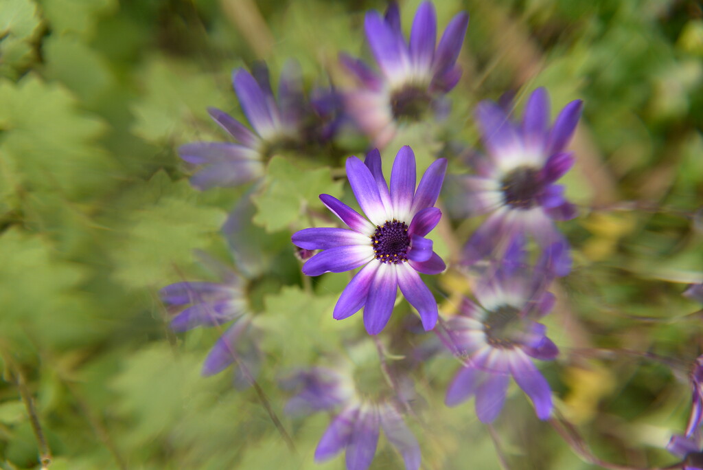 Senetti in the garden~~~~~ by ziggy77