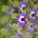 Senetti in the garden~~~~~ by ziggy77