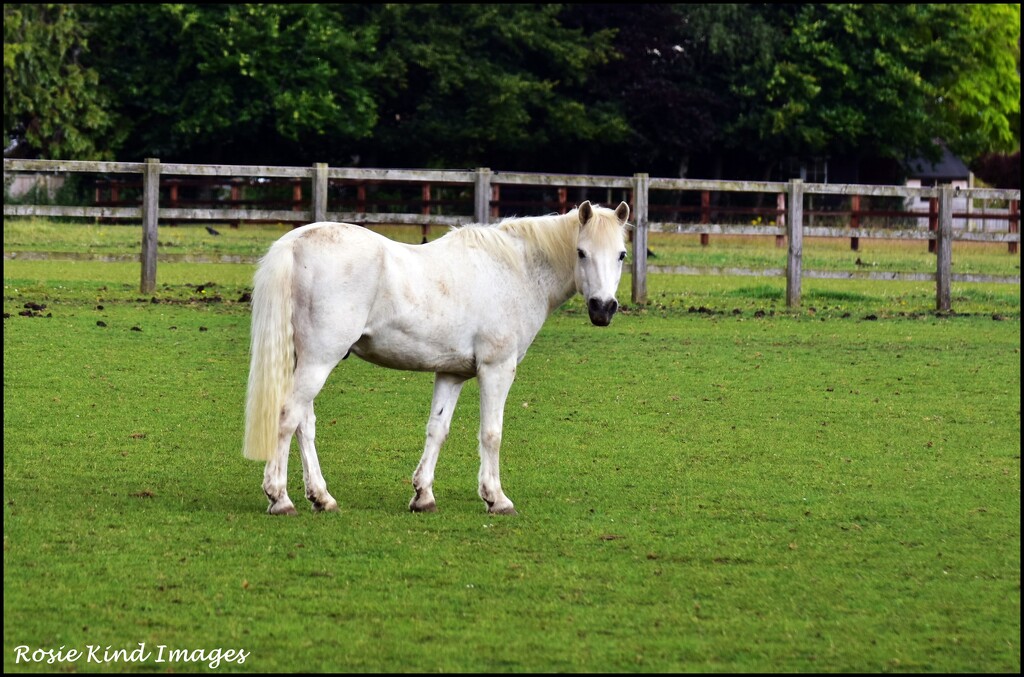 Posing for me by rosiekind