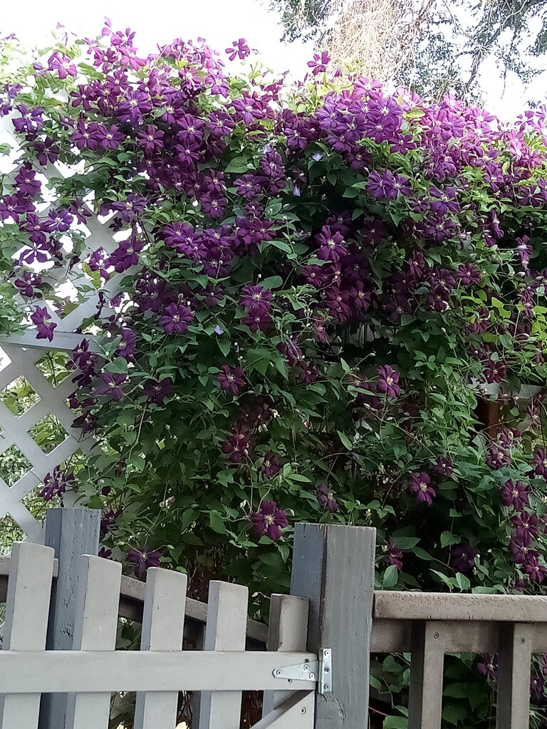 My Clematis Vine by bjywamer