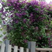 My Clematis Vine by bjywamer