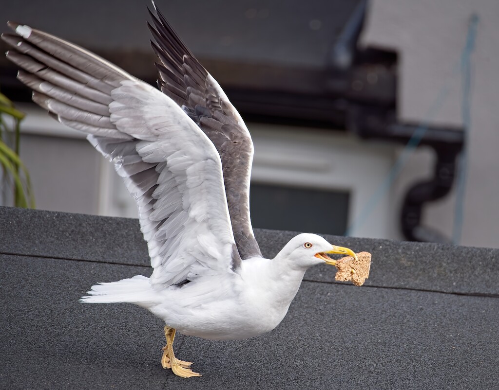 Ready for Takeoff by billyboy