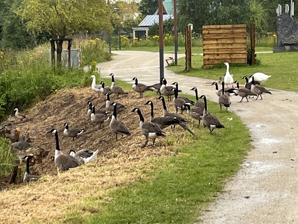 Goose meeting by lexy_wat