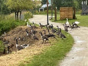 12th Jul 2024 - Goose meeting