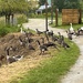 Goose meeting