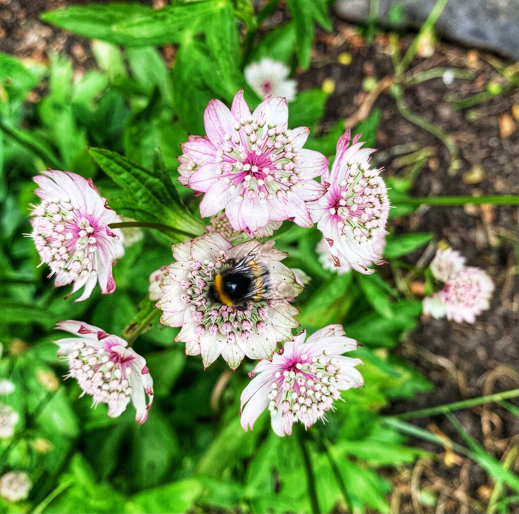 A buff-tailed bumblebee…… I believe! by billdavidson