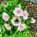 A buff-tailed bumblebee…… I believe! by billdavidson