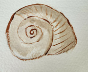 14th Jul 2024 - Fibonacci shell