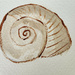 Fibonacci shell by randystreat