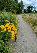 14th Jul 2024 - Tansy 