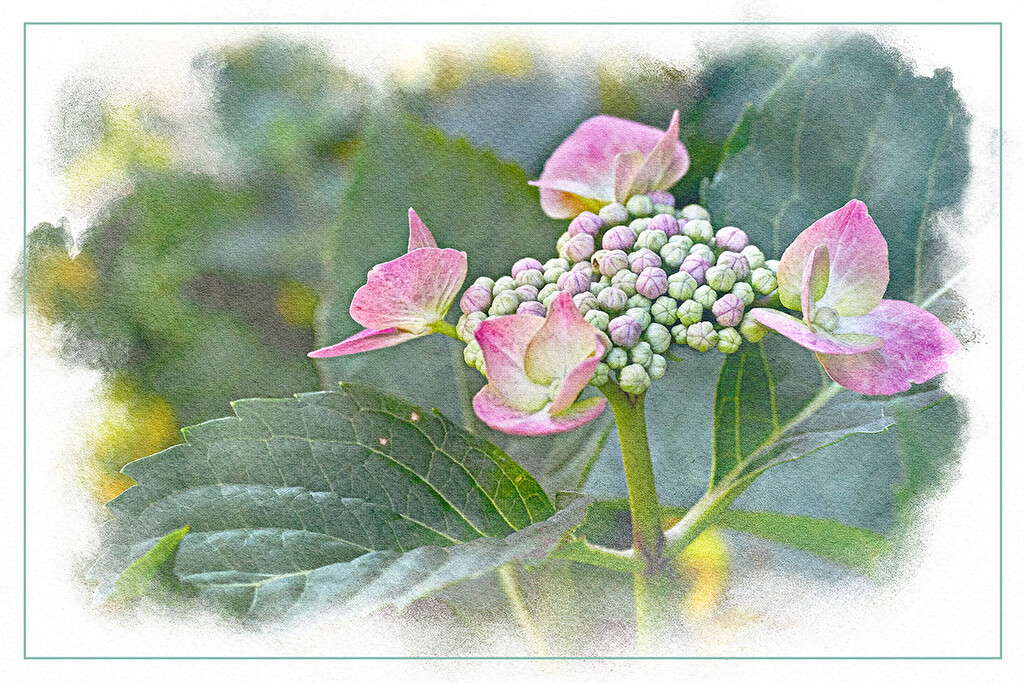 Pink Lace-Cap Hydrangea by gardencat