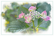 14th Jul 2024 - Pink Lace-Cap Hydrangea