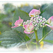 Pink Lace-Cap Hydrangea by gardencat