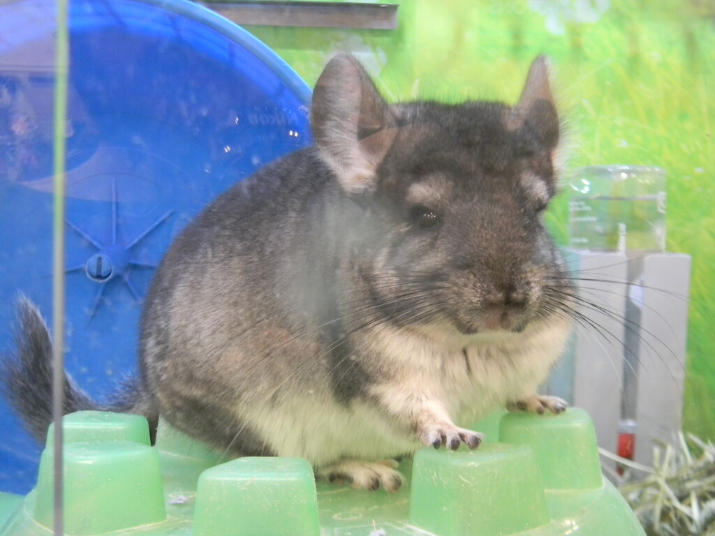 Chinchilla Posing in Pet Store by sfeldphotos