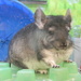 Chinchilla Posing in Pet Store by sfeldphotos