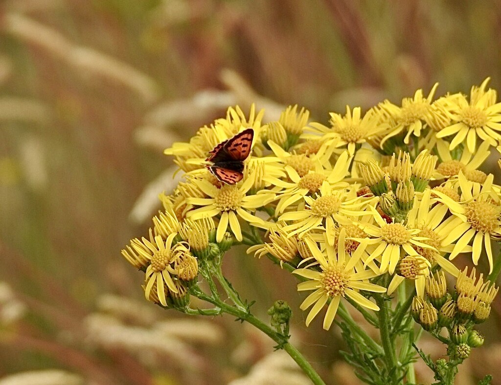 Small Copper on Ragwort by susiemc