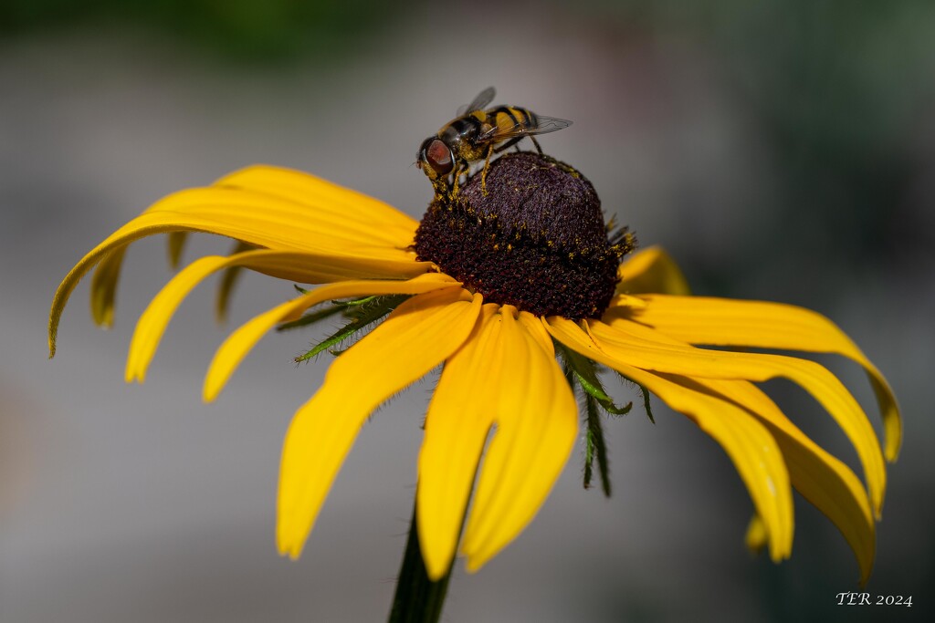 Bee Visits a Yellow Flower by taffy