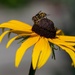 Bee Visits a Yellow Flower