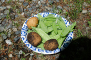 14th Jul 2024 - Early Potatoes