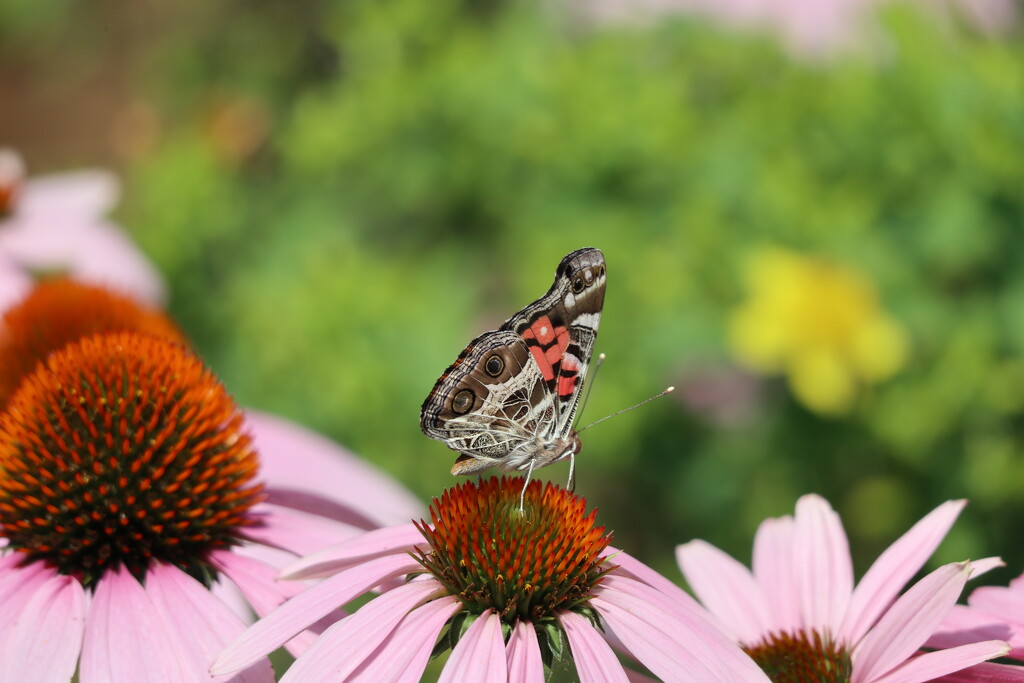 American Painted Lady by 365projectorgheatherb