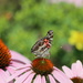 American Painted Lady by 365projectorgheatherb