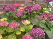 14th Jul 2024 - Hydrangeas 