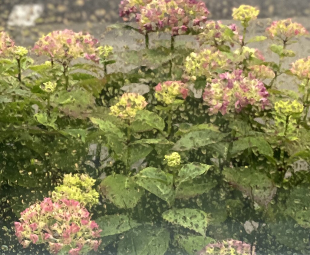 Hydrangeas through wet window by alison59