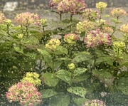 9th Jul 2024 - Hydrangeas through wet window