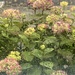 Hydrangeas through wet window by alison59