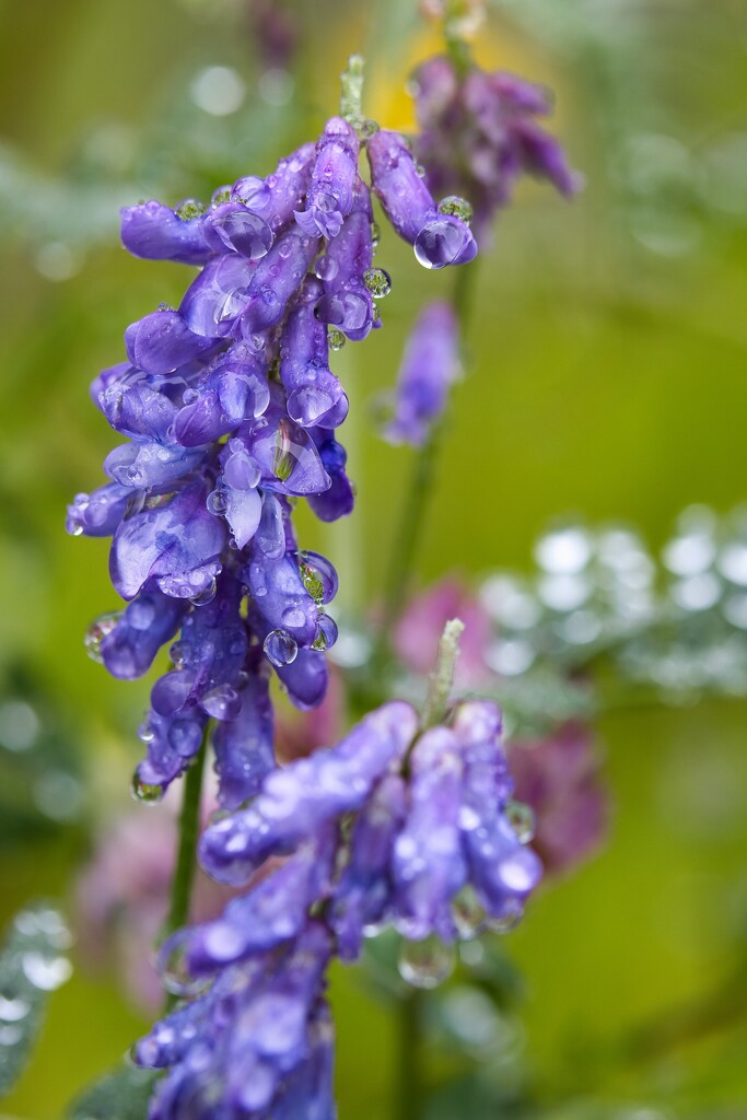 Bird vetch by okvalle