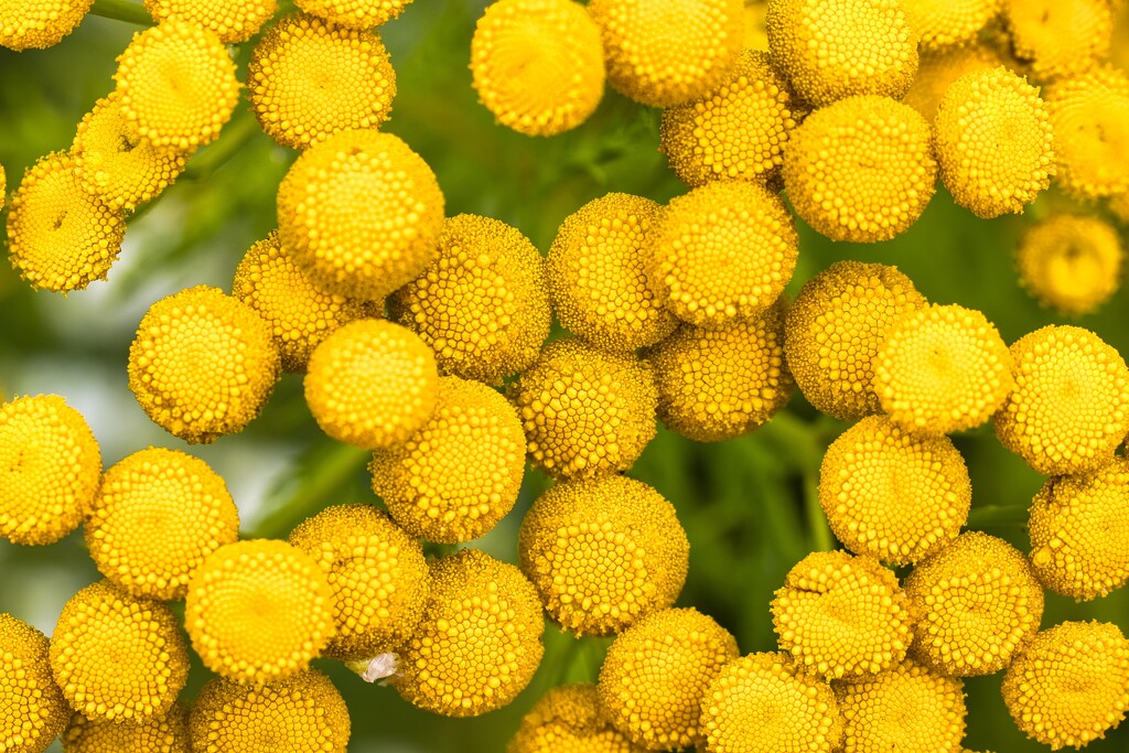 Tansy by okvalle