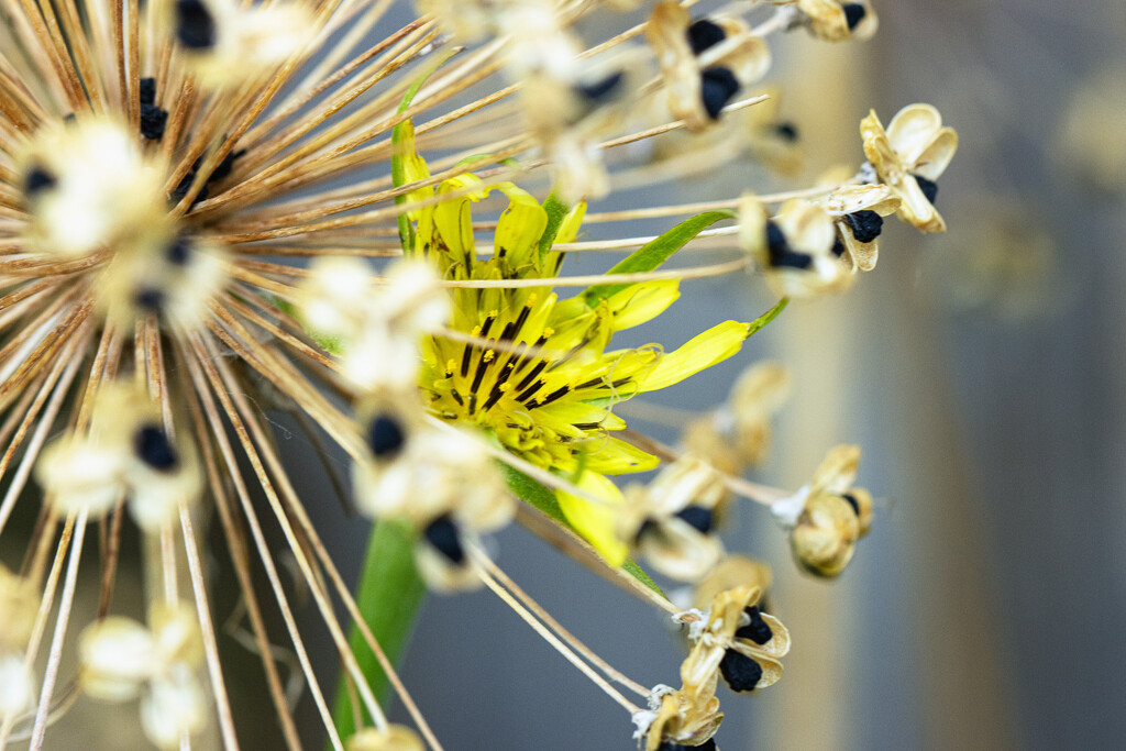 Goat's beard  by aecasey