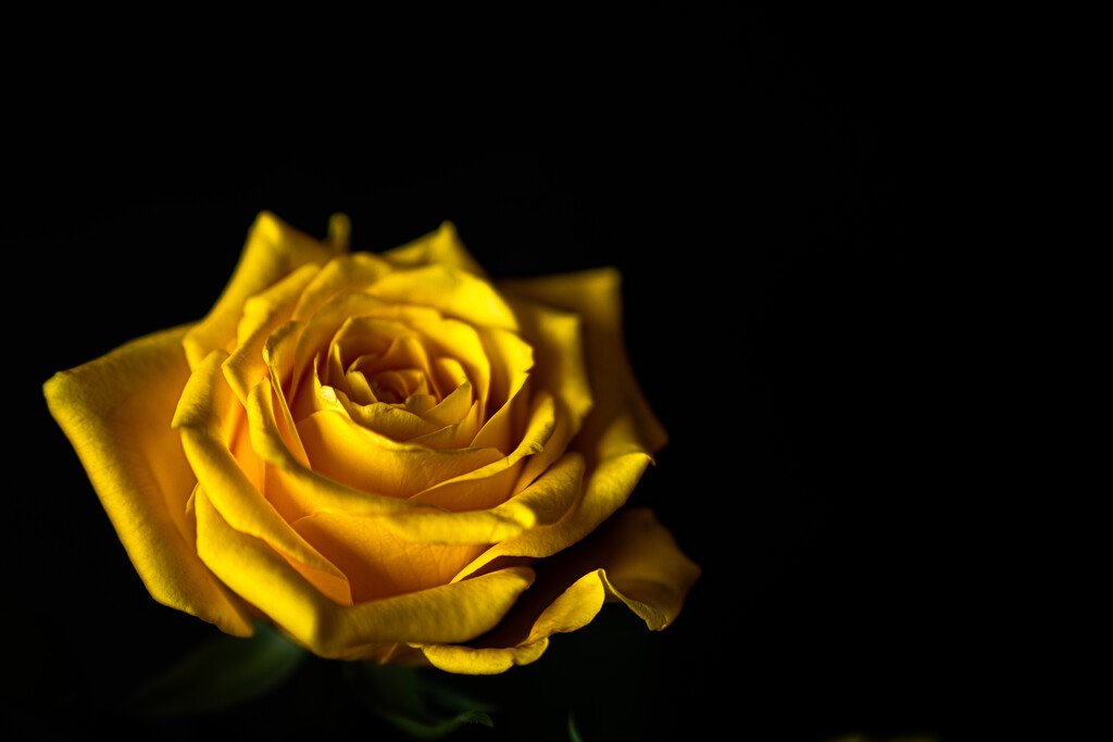 Yellow Rose by hannahcallier