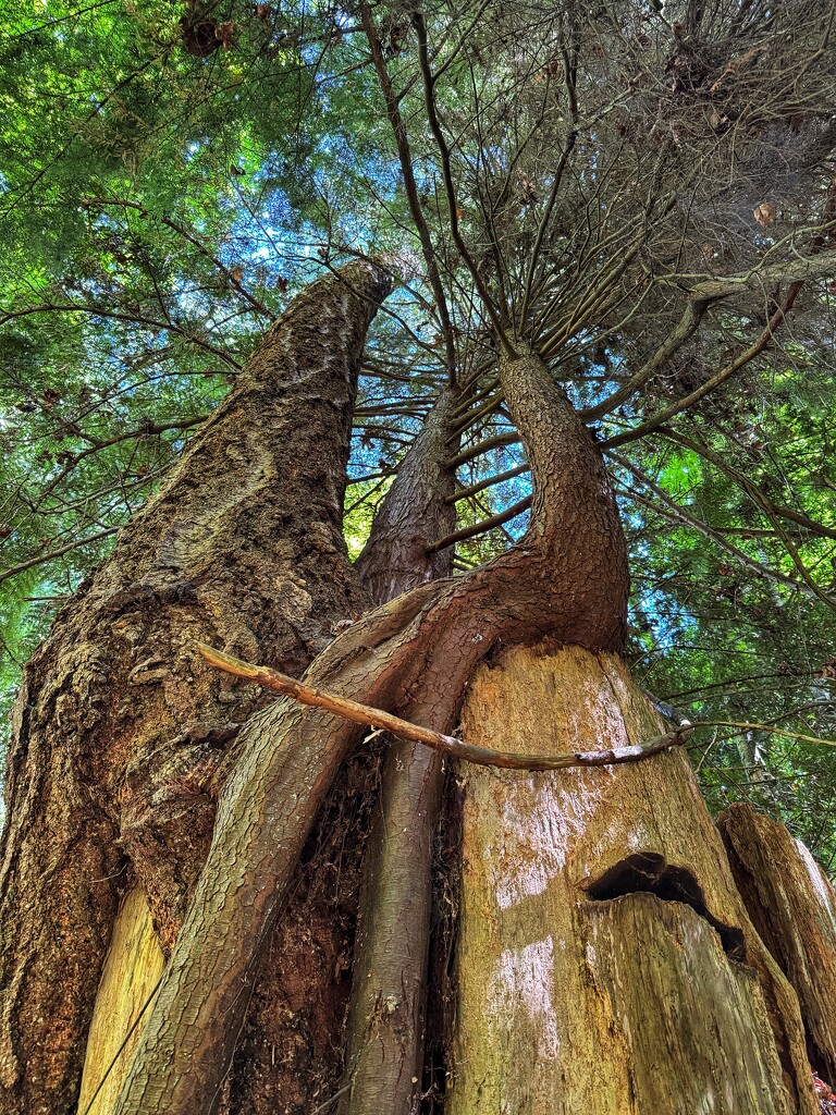 Three trees from one by horter