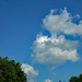 Trees and sky by larrysphotos