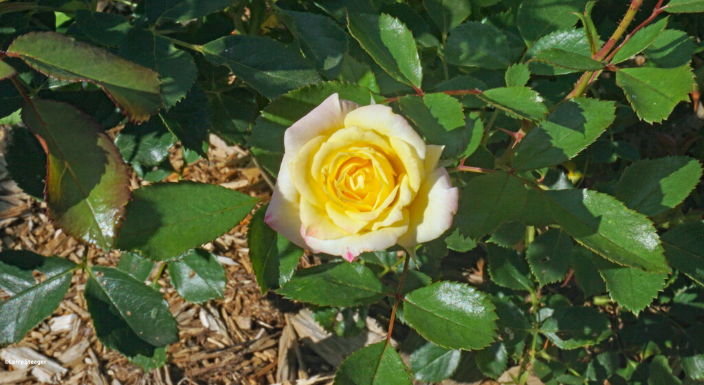 Yellow summer rose by larrysphotos