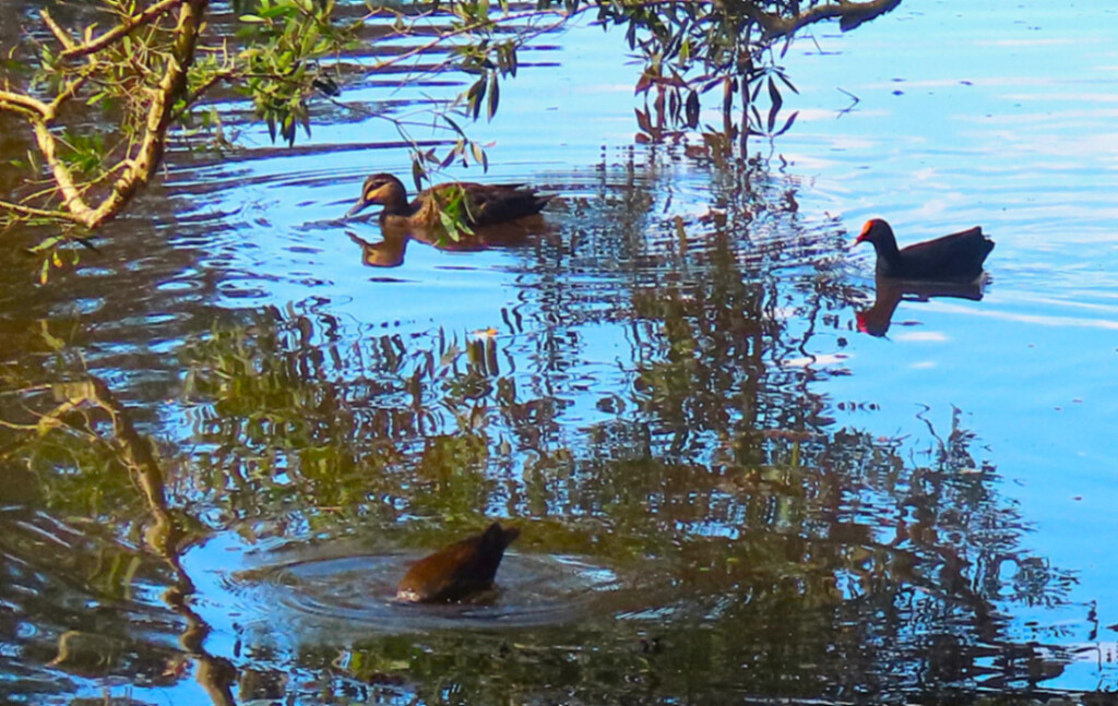  Reflections At The Duck Pond ~ by happysnaps