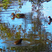  Reflections At The Duck Pond ~ by happysnaps