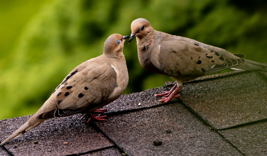 Mourning Dove Love by howozzie