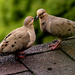 Mourning Dove Love by howozzie