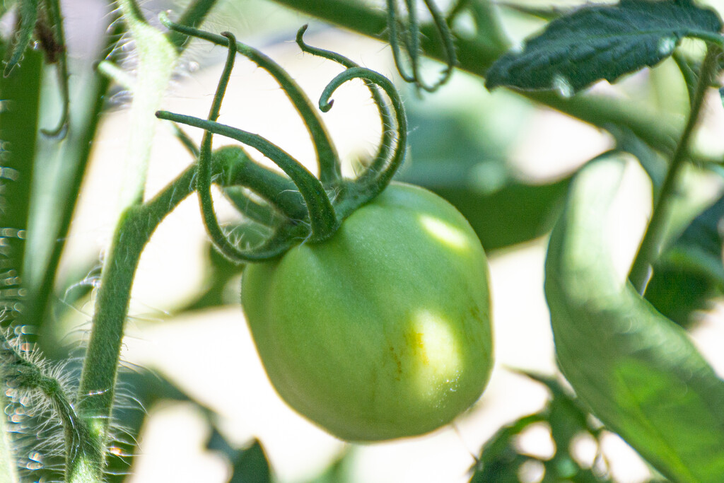 Greem tomato... by thewatersphotos