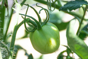 14th Jul 2024 - Greem tomato...