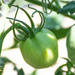 Greem tomato... by thewatersphotos